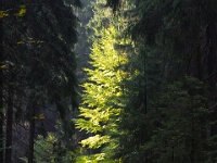 20141003-IMG 7267 : 2014, Hrensko, Prebischtor, Tschechien