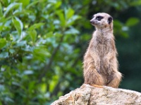 20140712-IMG 5669 : 2014, Dresden, Zoo