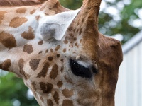 20140712-IMG 5965 : 2014, Dresden, Zoo