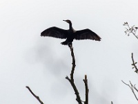 Fotoworkshop Naturfotografie Müritz  Fotoworkshop Naturfotografie Müritz : Kormoran, Kraniche, Müritz, Workshop