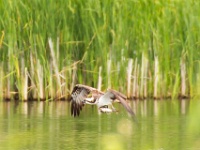 20140531-IMG 5081 : 2014, Himmelfahrt, Müritz