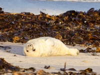 20161211-IMG 9240 : 2016, Helgoland, Seehunde