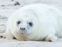 20161211-IMG 9308 : 2016, Helgoland, Seehunde