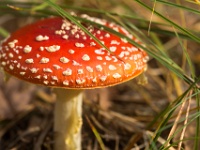 Pilz : Müritz, Fliegenpilz