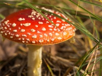 Pilz : Müritz, Fliegenpilz